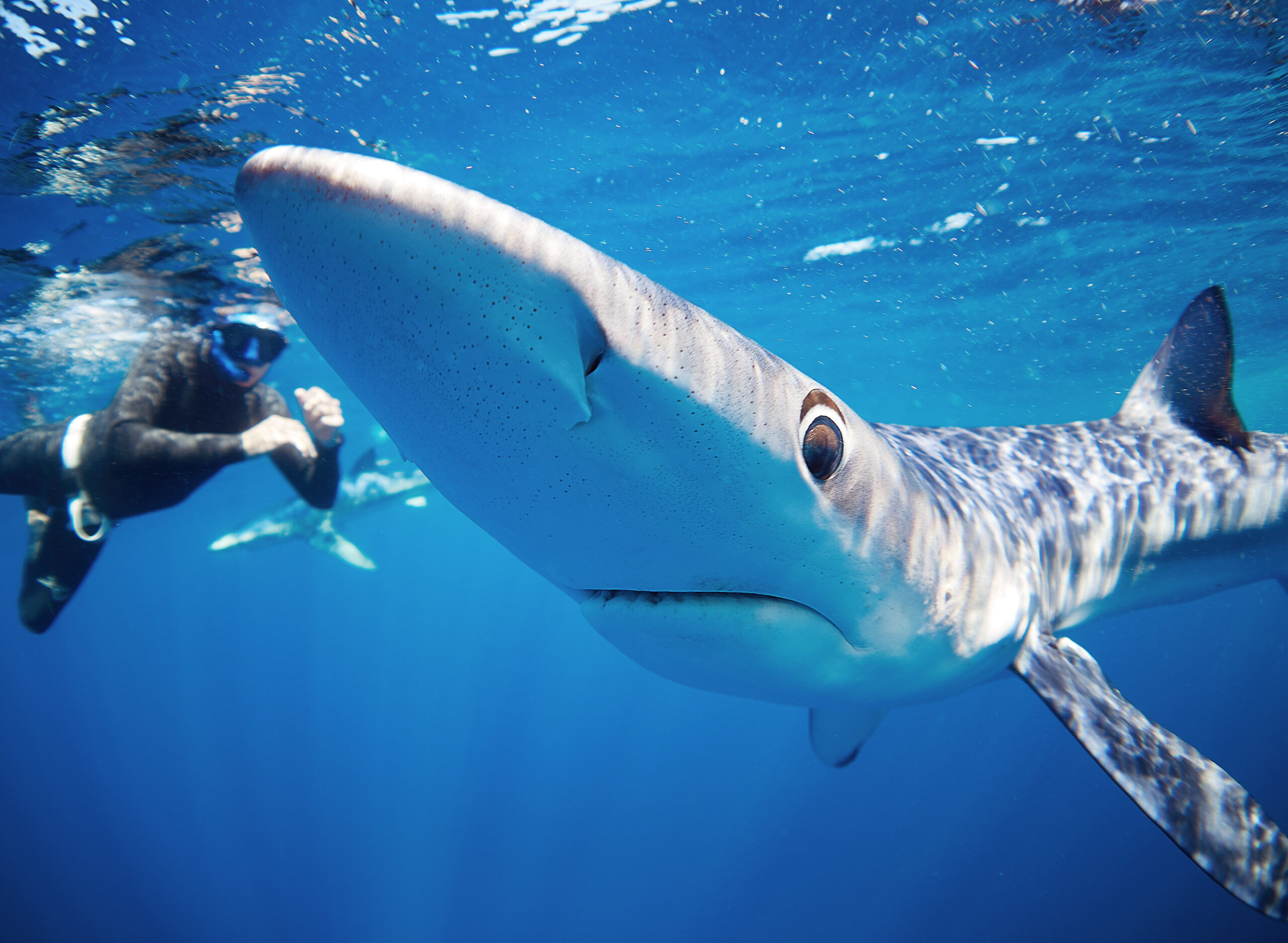 Mexico diving with sharks freediving snorkeling 