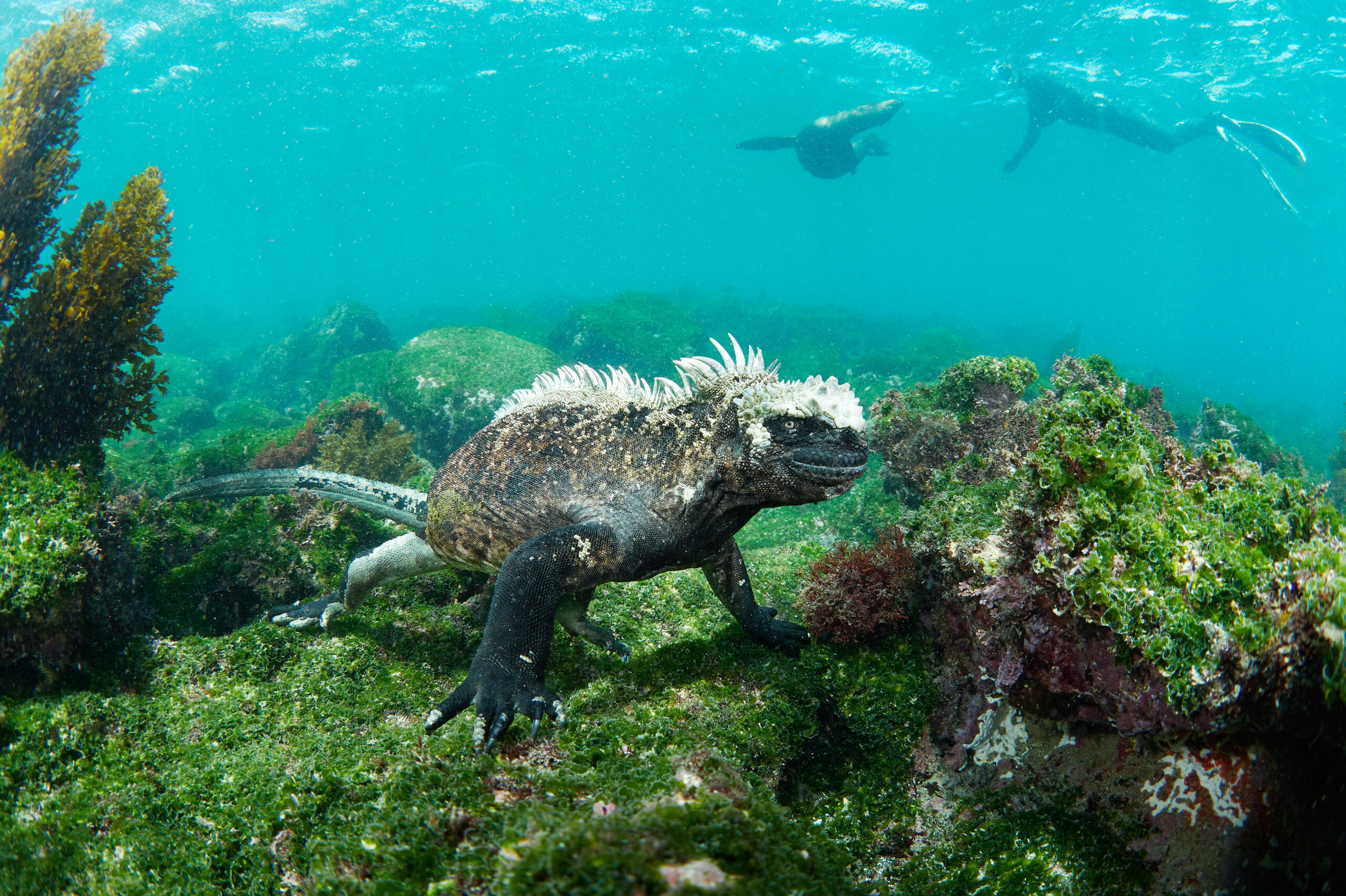 Isla Fernandina – Marine iguana