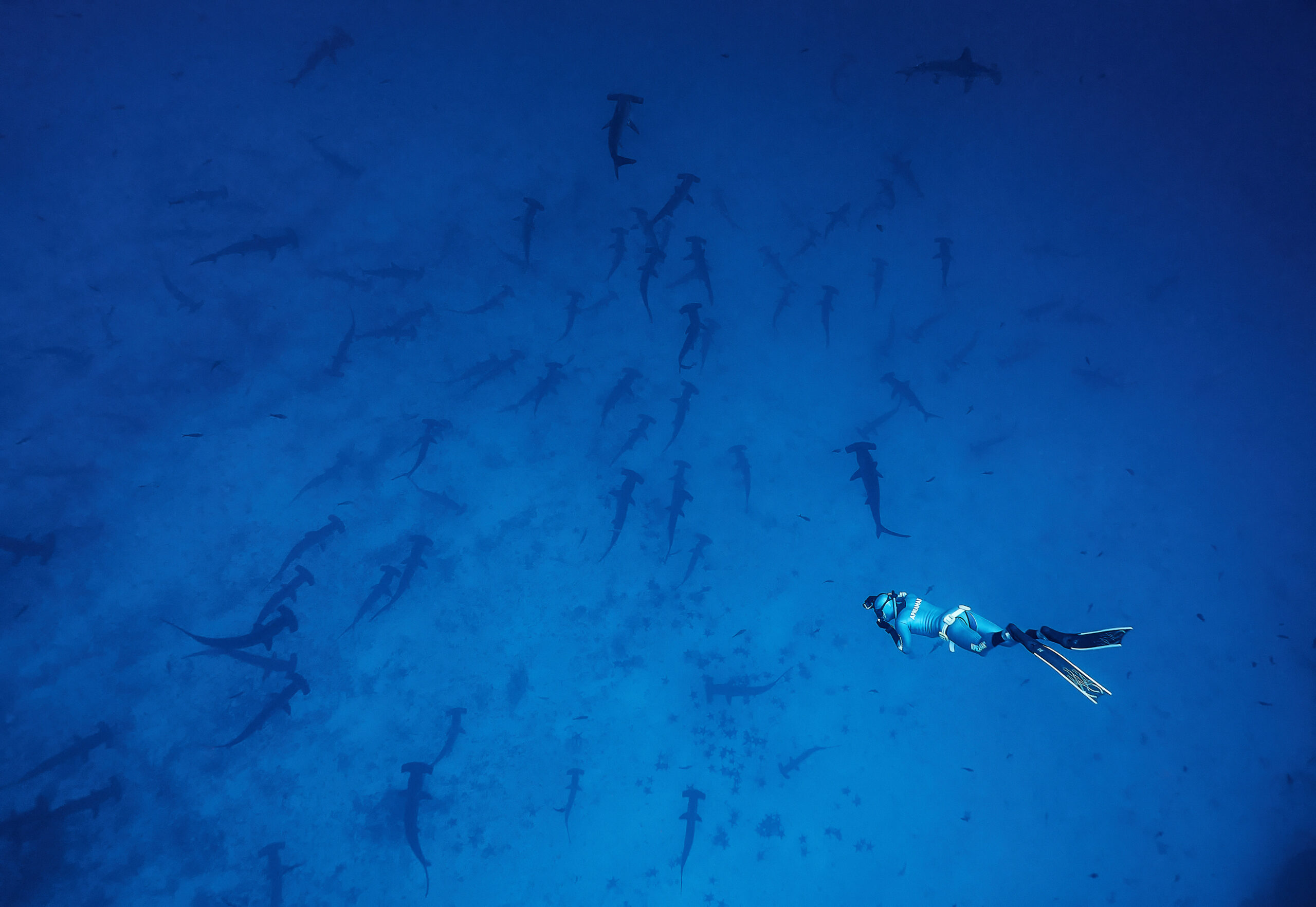 Daewin’s Arch – Scalloped hammerhead shark