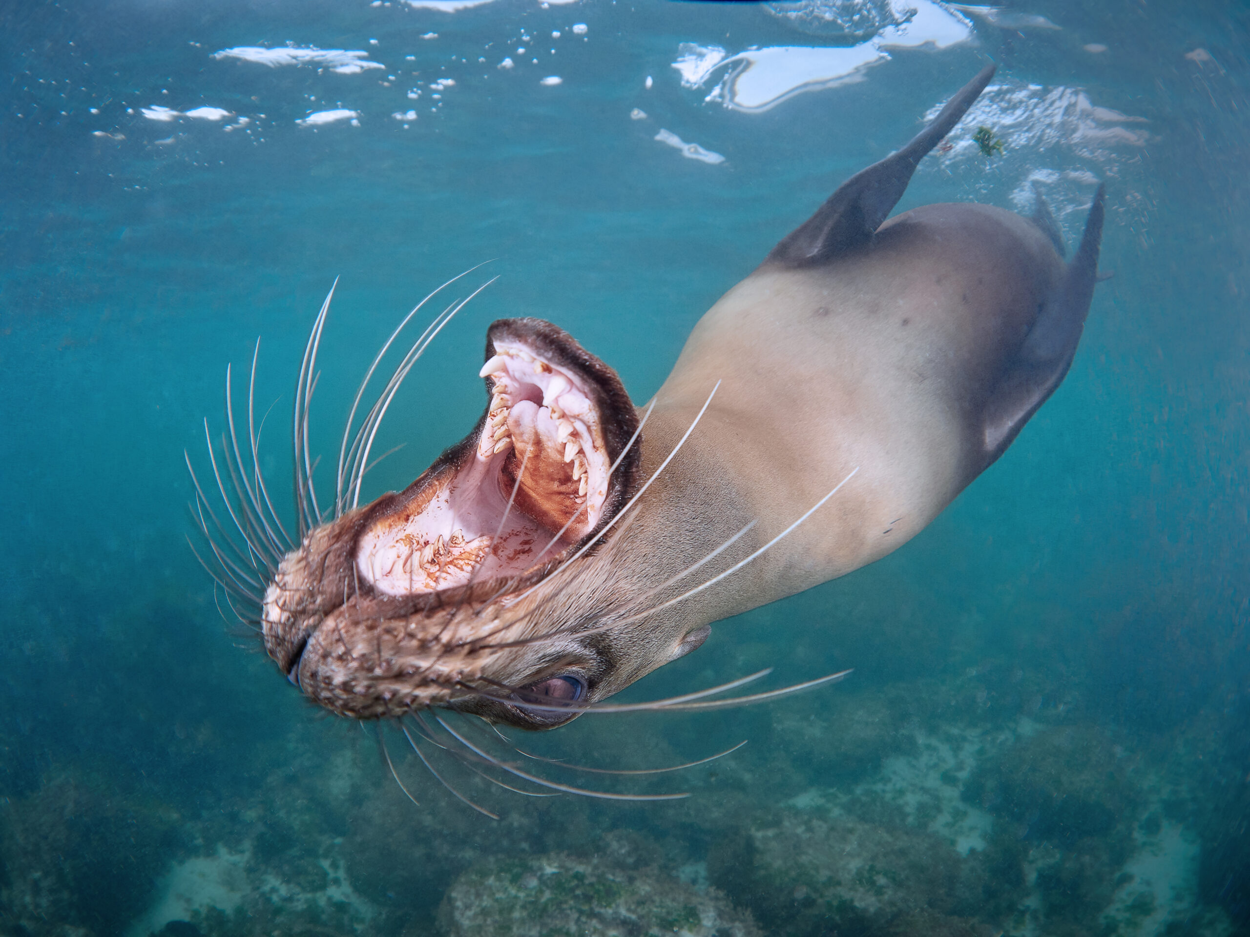 San Cristóbal – Sea Lions